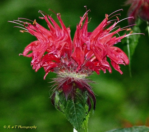 {Monarda didyma}